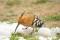 ABUBILLA_D302207 Rfe.